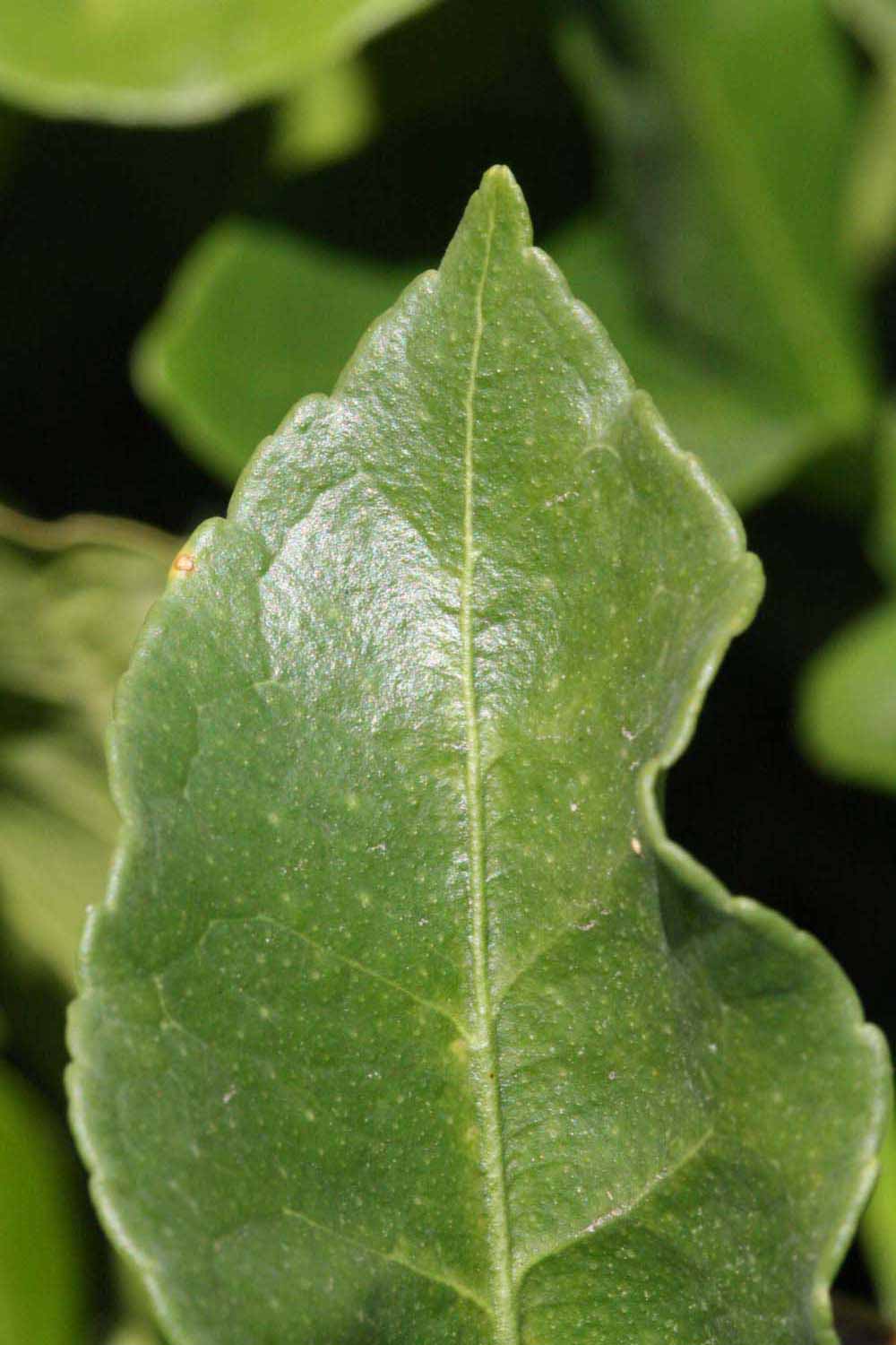              Margin (Riverside, CA)       